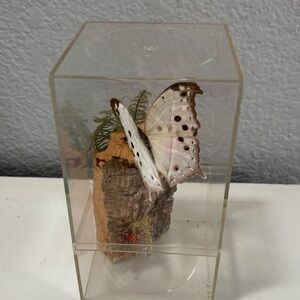 Beautiful “Mother of Pearl” Mounted Butterfly